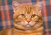 CAT 02 RK0921 07
Head Shot Of Red Tabby Cat Studio