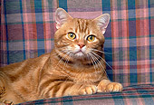 CAT 02 RK0921 14
Head Shot Of Red Tabby Cat Studio