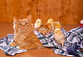 CAT 02 RK0923 21
Five Chicks Climbing On Red Tabby Cat