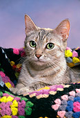CAT 02 RK0937 13
Head Shot Of Gray Tabby Cat In Blanket Studio
