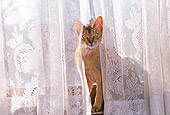 CAT 02 RK0939 01
Manx Sitting Behind Lace Curtain At Window