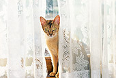 CAT 02 RK0939 02
Manx Sitting Behind Lace Curtain At Window