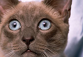 CAT 02 RK0943 02
Close Up Siamese Blue Point