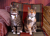 CAT 02 RK1018 03
Two Cats Sitting On Plaid Couch