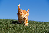CAT 02 RK1021 07
Red Tabby Cat Walking Down Grass Hill