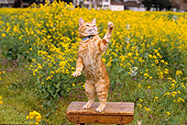 CAT 02 RK1027 02
Orange Cat On Hind Feet Playing With Bubbles On Wooden Table In Yellow Flower Garden
