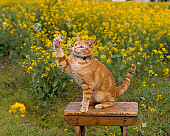 CAT 02 RK1027 03
Orange Cat On Hind Feet Playing With Bubbles On Wooden Table In Yellow Flower Garden