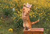 CAT 02 RK1027 09
Orange Cat On Hind Feet Playing With Bubbles On Wooden Table In Yellow Flower Garden