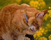 CAT 02 RK1030 01
Head Shot Of Red Tabby Cat Licking Paws