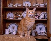 CAT 02 RK1037 03
Orange Cat Sitting By China Cabinet