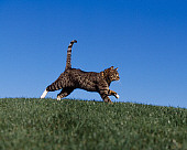 CAT 02 RK1039 03
Profile Shot Of Gray And White Tabby Running On Grass