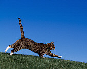 CAT 02 RK1039 06
Profile Shot Of Gray And White Tabby Running On Grass