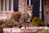 CAT 02 RK1045 03
Gray And White Tabby Cat Sitting On Brick Pedestal