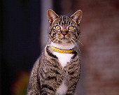 CAT 02 RK1046 09
Close Up Of Gray And White Tabby Sitting