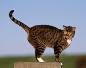 CAT 02 RK1047 01
Profile Shot Of Gray And White Tabby Standing On Stone Pedastal