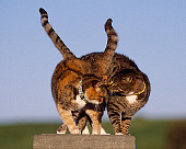 CAT 02 RK1048 01
Two Cats Sitting Together On Stone Pedastal