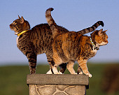 CAT 02 RK1048 11
Two Cats Sitting Together On Stone Pedastal