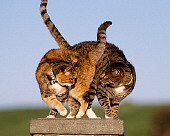 CAT 02 RK1048 21
Two Cats Sitting Together On Stone Pedastal