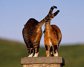 CAT 02 RK1048 24
Two Cats Sitting Together On Stone Pedastal