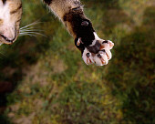 CAT 02 RK1050 14
Close Up Shot Of Cat's Paw