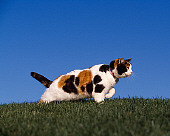 CAT 02 RK1054 02
Profile Shot Of Calico Cat Walking On Grass Hill