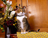 CAT 02 RK1063 08
Patched Tabby And White Cat Sitting On Table By Flowers