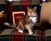 CAT 02 RK1064 09
Patched Tabby And White Cat Sitting On Plaid Couch By Pillows