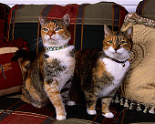 CAT 02 RK1065 06
Patched Tabby And White Cats Sitting On Plaid Couch By Pillows