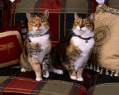 CAT 02 RK1065 09
Patched Tabby And White Cats Sitting On Plaid Couch By Pillows