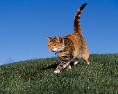 CAT 02 RK1067 02
Patched Tabby And White Cat Walking On Grass Hill