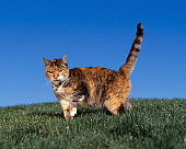 CAT 02 RK1067 03
Patched Tabby And White Cat Walking On Grass Hill