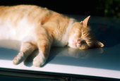 CAT 02 RK1068 05
Orange Cat Sleeping On White Table