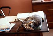 CAT 02 RK1071 01
Gray Tabby Cat Laying On Desk In Basket