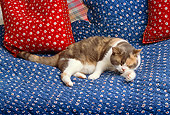 CAT 02 RK1117 03
American Shorthair Calico Cat Laying On Blue Quilt Licking Paw