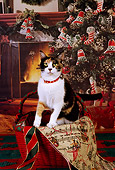 CAT 02 RK1130 07
Calico Cat Sitting In Christmas Basket