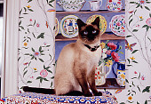 CAT 02 RK1135 02
Siamese Cat Sitting On Cushion By Cupboard