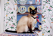 CAT 02 RK1135 04
Siamese Cat Sitting On Cushion By Cupboard