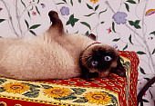 CAT 02 RK1139 02
Siamese Cat Laying On Table