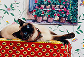 CAT 02 RK1139 03
Siamese Cat Laying On Table