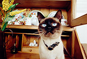 CAT 02 RK1143 04
Shoulder Shot Of Siamese Cat By Hutch And Yellow Flowers