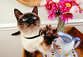 CAT 02 RK1146 13
Siamese Cat Sitting By Pitcher And Pink Flowers