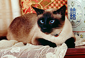 CAT 02 RK1151 01
Siamese Cat Laying By Vase