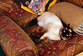 CAT 02 RK1155 02
Siamese Cat Laying On Chair