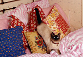 CAT 02 RK1159 08
Siamese Cat Playing On Pillows On Bed