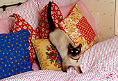 CAT 02 RK1159 09
Siamese Cat Playing On Pillows On Bed