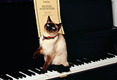 CAT 02 RK1165 01
Siamese Cat Sitting On Piano Keyboard