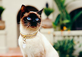 CAT 02 RK1172 04
Shoulder Shot Of Siamese Cat By House