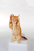 CAT 02 RK1180 01
Humorous Shot Of Red Tabby Cat On White Seamless Studio
