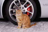 CAT 02 RK1209 01
Red Tabby Cat Sitting By Viper Car Tire Studio