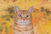 CAT 02 RK1210 01
Head Shot Of Red Tabby Cat Studio